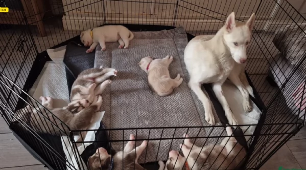 Regalo per ladozione Siberian Husky cuccioli maschio e femmina | Foto 3