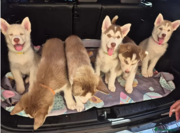 Regalo per ladozione Siberian Husky cuccioli maschio e femmina | Foto 0