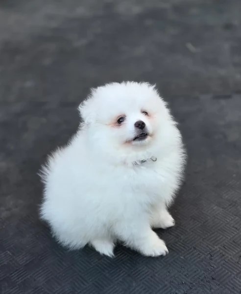 Cuccioli di Pomerania per ladozione | Foto 3