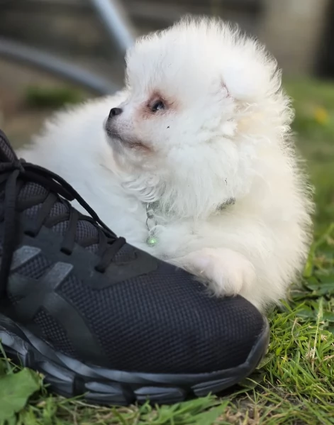 Cuccioli di Pomerania per ladozione | Foto 2