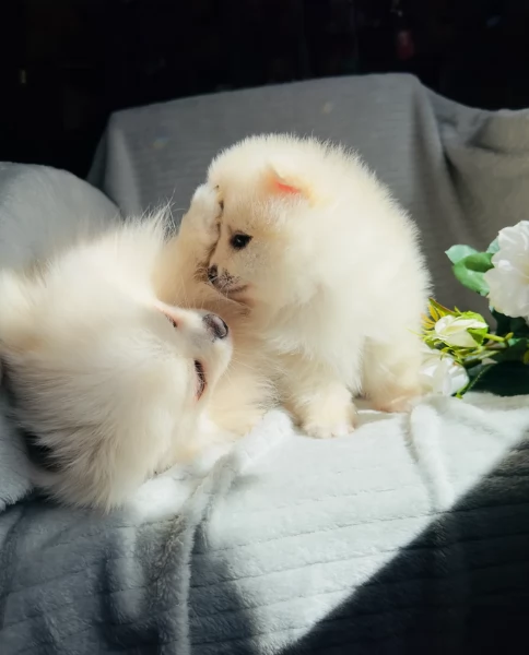 Cuccioli di Pomerania per ladozione | Foto 4