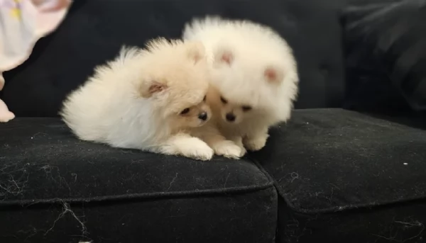 Cuccioli di Pomerania per ladozione | Foto 2
