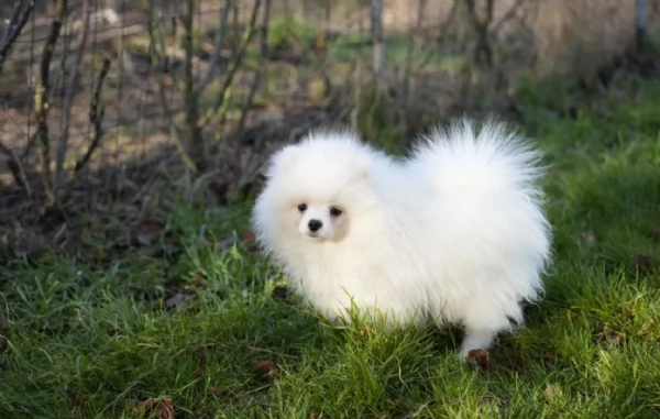 Cuccioli di Pomerania per ladozione