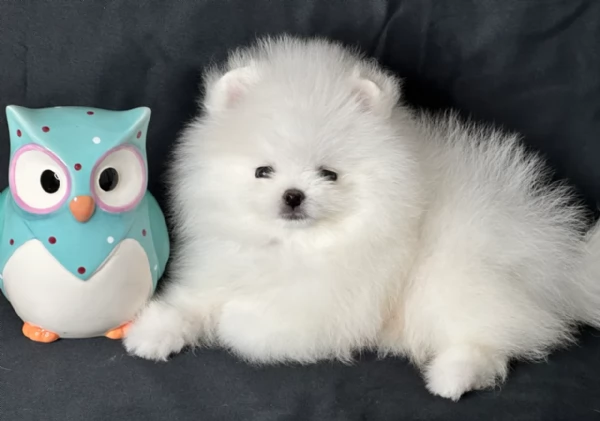 Cuccioli di Pomerania per ladozione | Foto 2