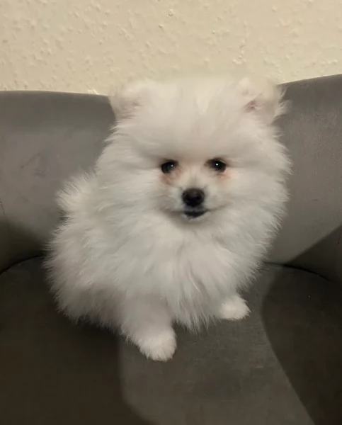 Cuccioli di Pomerania per ladozione | Foto 1