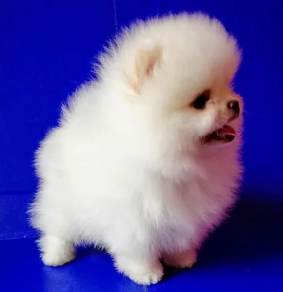 Cuccioli di Pomerania per ladozione | Foto 0