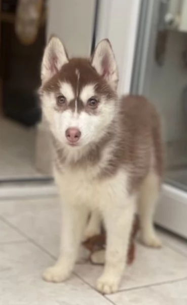 cucciolo di sb Husky per adozione