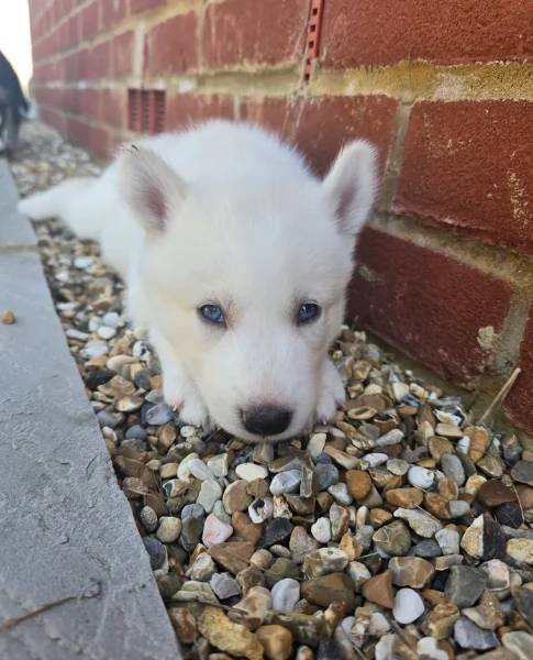 cucciolo di sb Husky per adozione | Foto 5