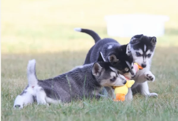 cucciolo di sb Husky per adozione