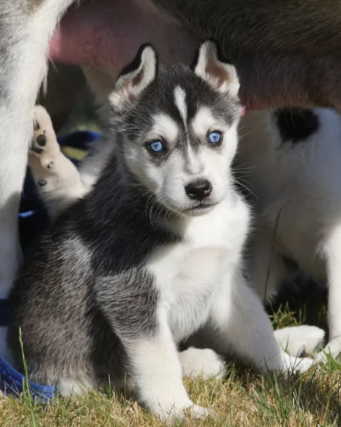 cucciolo di sb Husky per adozione | Foto 4