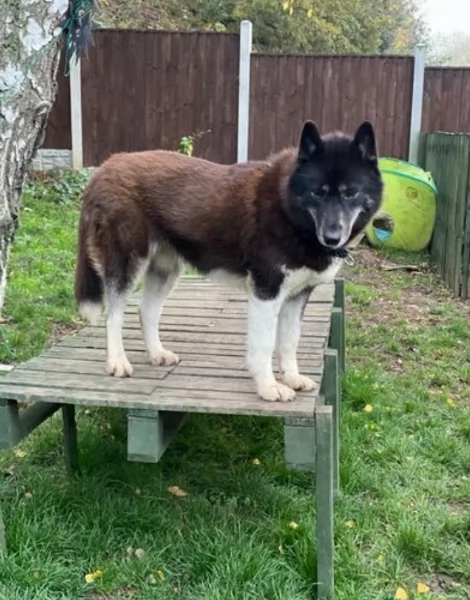 cucciolo di sb Husky per adozione | Foto 1