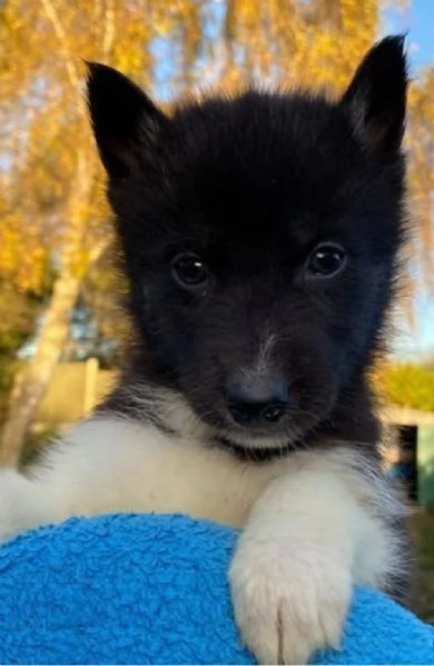 cucciolo di sb Husky per adozione | Foto 1