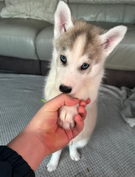 cucciolo di sb Husky per adozione | Foto 0