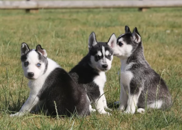 cucciolo di sb Husky per adozione | Foto 1