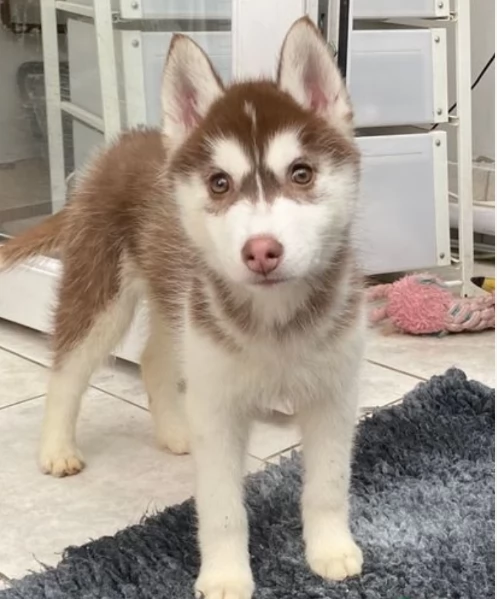 cucciolo di sb Husky per adozione