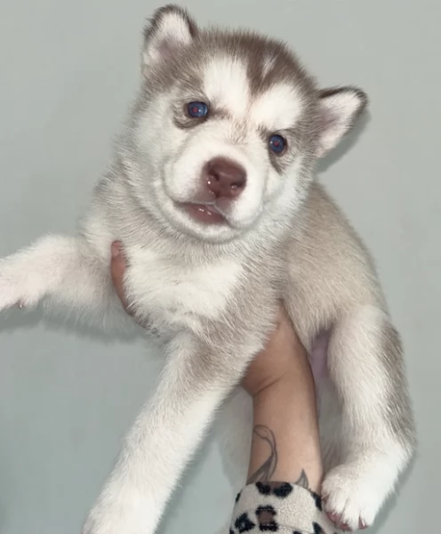 cucciolo di sb Husky per adozione | Foto 1
