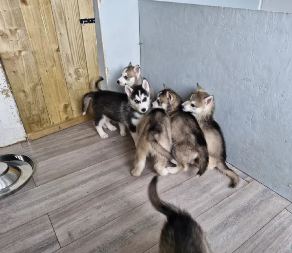 cucciolo di sb Husky per adozione | Foto 0
