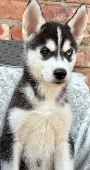 cucciolo di sb Husky per adozione