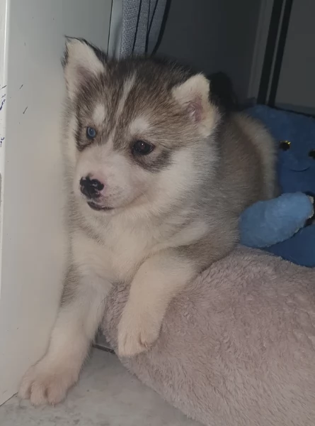 cucciolo di sb Husky per adozione | Foto 2