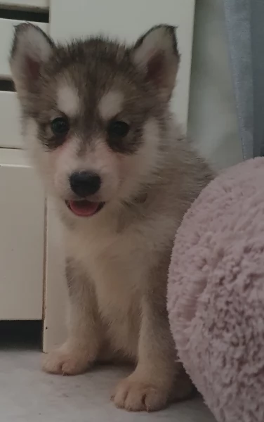 cucciolo di sb Husky per adozione | Foto 0