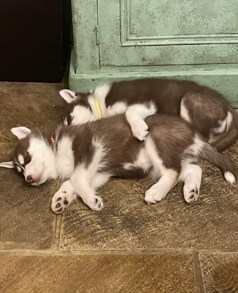cucciolo di sb Husky per adozione | Foto 0