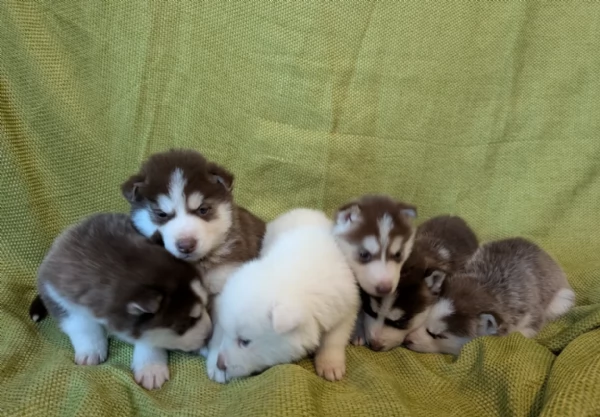 cucciolo di sb Husky per adozione