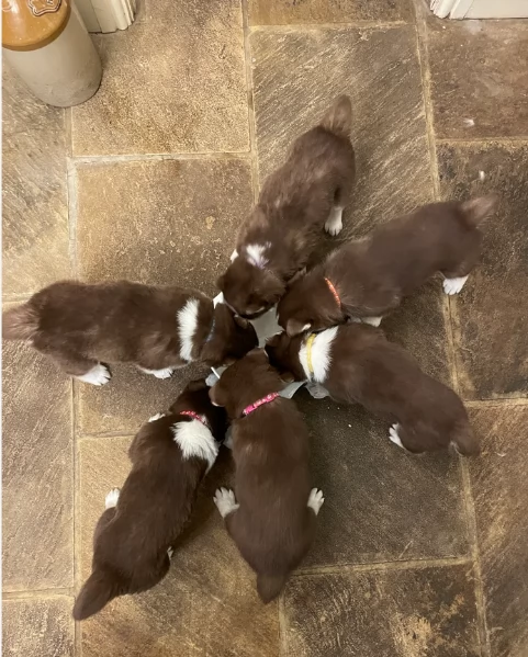 cucciolo di sb Husky per adozione | Foto 5