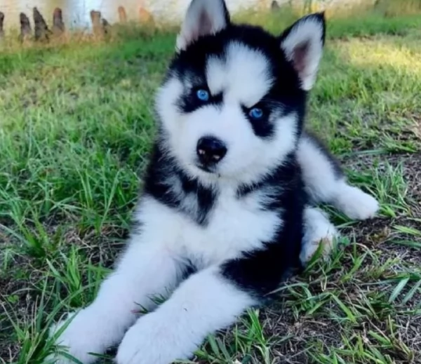 cucciolo di sb Husky per adozione | Foto 2