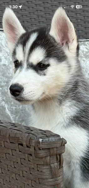cucciolo di sb Husky per adozione | Foto 5