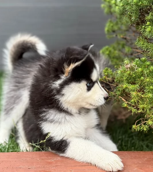 cucciolo di sb Husky per adozione | Foto 4