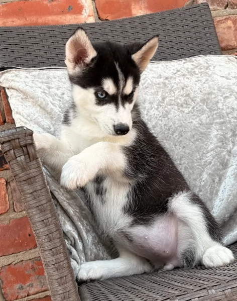 cucciolo di sb Husky per adozione | Foto 3