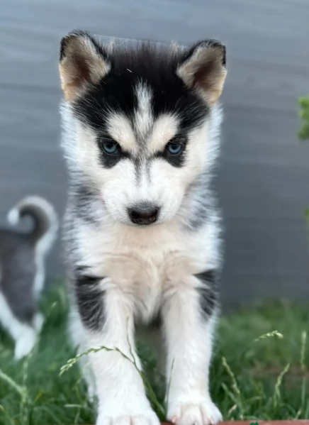 cucciolo di sb Husky per adozione