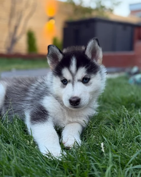 cucciolo di sb Husky per adozione | Foto 1