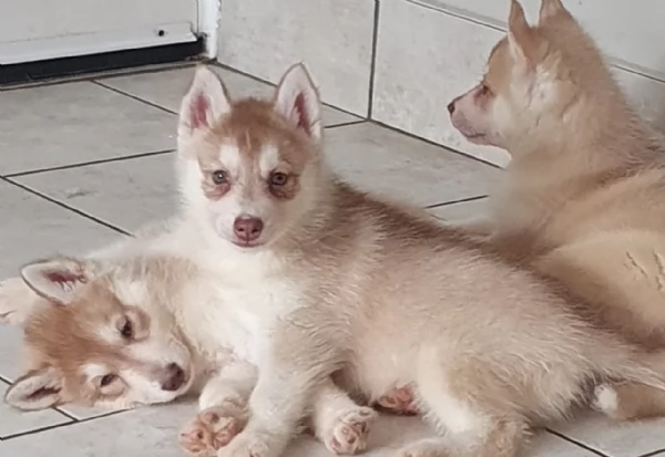 cucciolo di sb Husky per adozione | Foto 0