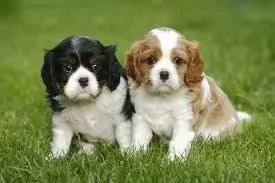 Adorabili cuccioli di Cavalier King Charles.