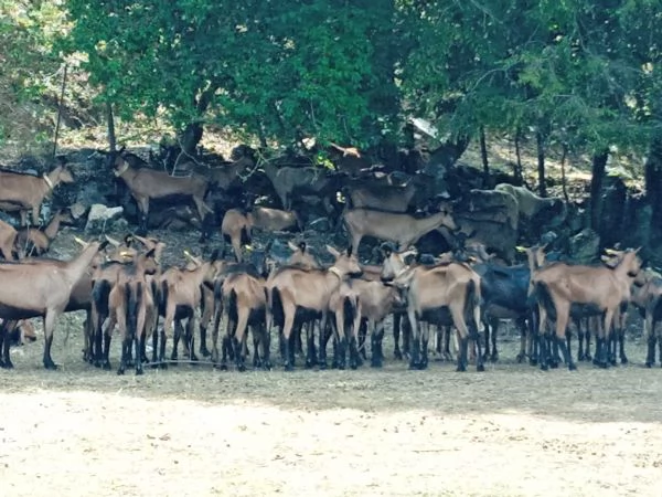 Capre alpine | Foto 0