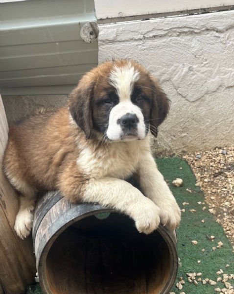 REGALO SAN BERNARDO  | Foto 0