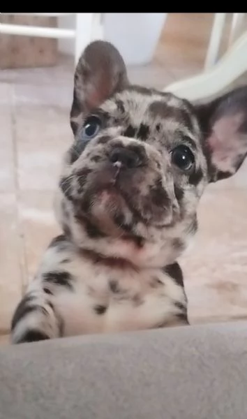 Bulldog francese  | Foto 0