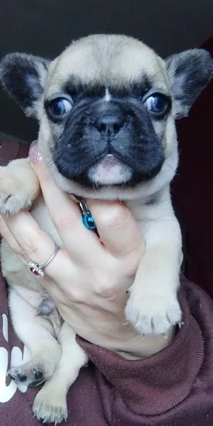 Bullldog francese 