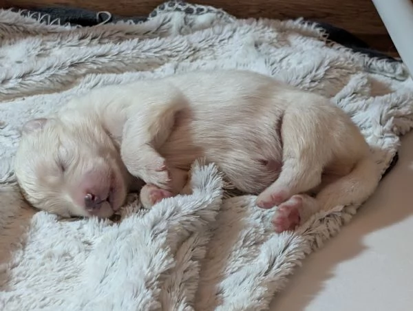 Cuccioli di Samoiedo | Foto 6