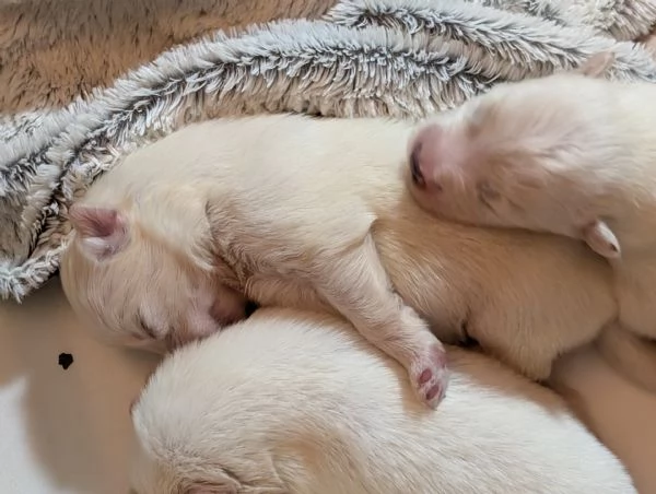 Cuccioli di Samoiedo | Foto 5