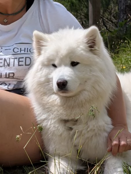 Cuccioli di Samoiedo | Foto 4