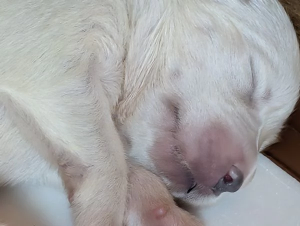 Cuccioli di Samoiedo | Foto 3