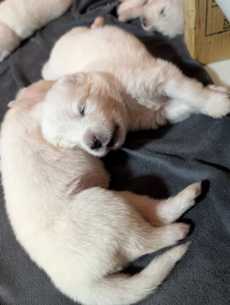 Cuccioli di Samoiedo | Foto 2