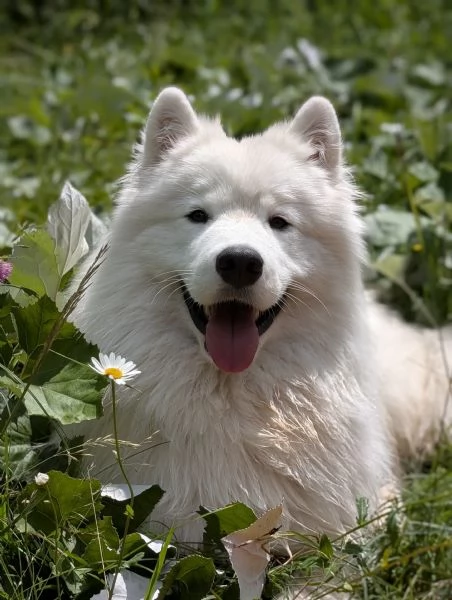 Cuccioli di Samoiedo | Foto 1