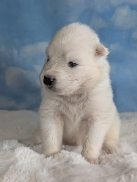 Cuccioli di Samoiedo | Foto 0