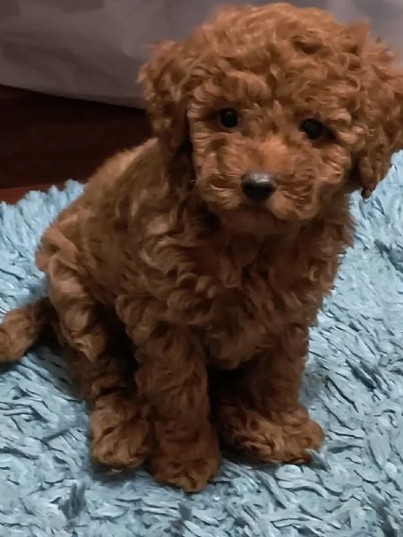 Barboncino rosso – cuccioli in vendita | Foto 6