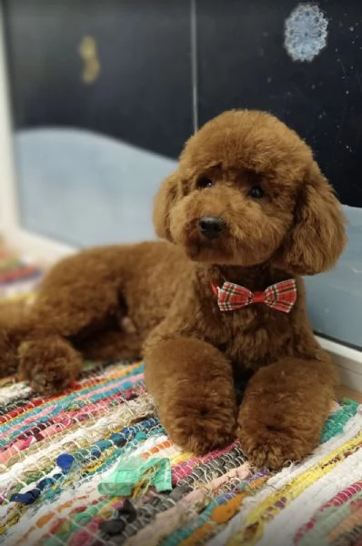 Barboncino rosso – cuccioli in vendita | Foto 5