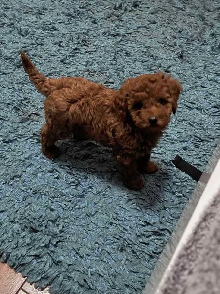 Barboncino rosso – cuccioli in vendita | Foto 4