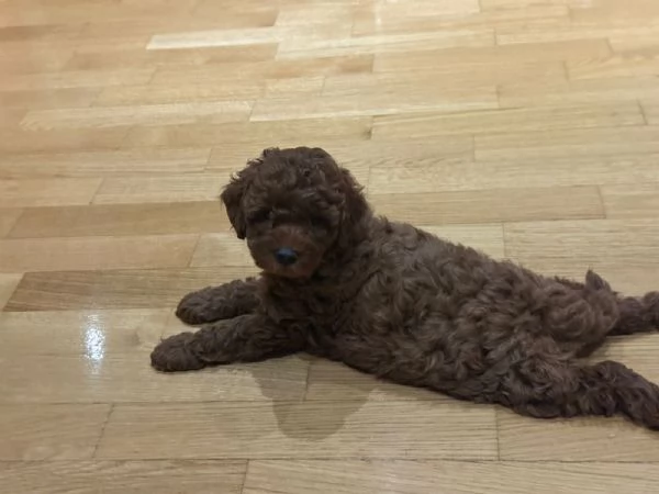 Barboncino rosso – cuccioli in vendita | Foto 3